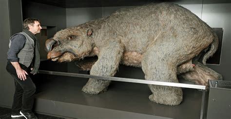 Fossil Hunters Unearth Massive Mega-Wombat Graveyard - Archaeology Worlds