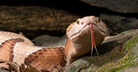 Venomous Snakes In Iowa Eastern Copperhead Timber Rattlesnake