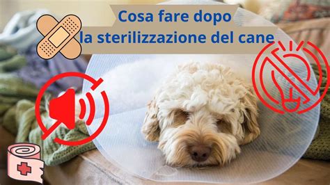 Sterilizzare Il Cane Le Tre Cose Fondamentali Da Fare Dopo L Intervento