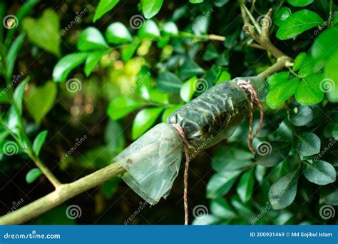 Whip Grafting Rojonigandha Or Jui Tree Kolom Technic Stock Image