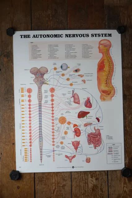 The Autonomic Nervous System Anatomical Wall Chart £14 95 Picclick Uk