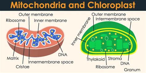 Chloroplast And Mitochondria Diagram