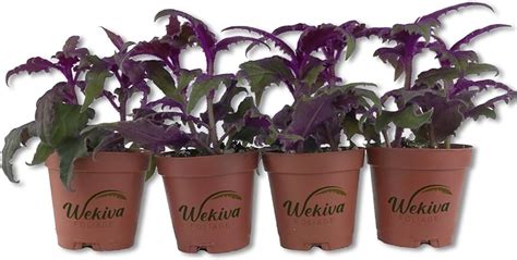 Discover The Stunning Purple Passion Plant🌿 Planting And Seeding