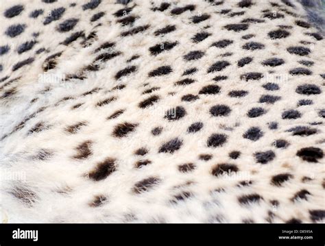 Closeup Of Cheetah Fur For Background Texture Stock Photo Alamy