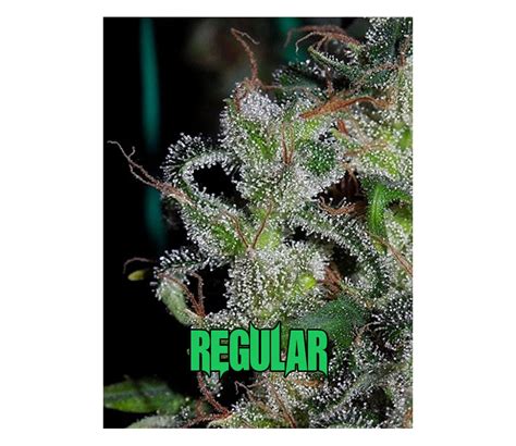 Venta De Zamaldelica Regular De Ace Seeds La Huerta Grow Shop