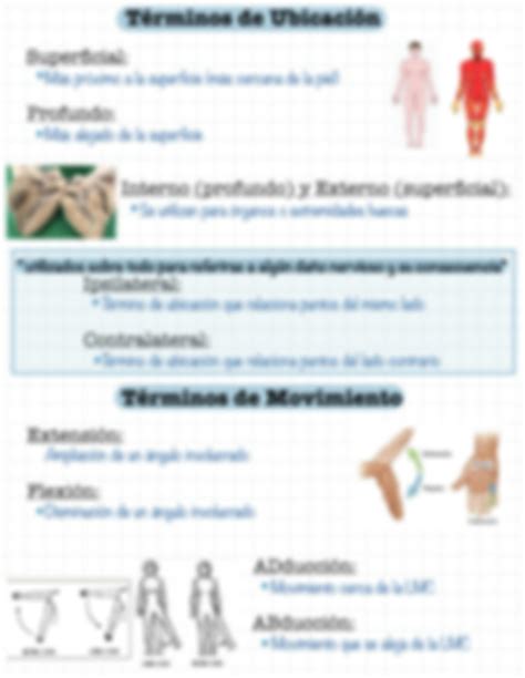 SOLUTION Nomenclatura y Terminología Anatómica Studypool