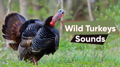 Wild Turkeys Bird Sounds Compilation Learn Eastern Wild Turkeys