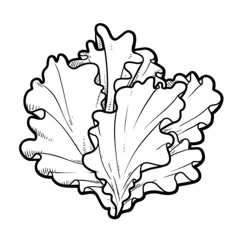 Premium Vector | Inflorescence lettuce leaves linear drawing on white background