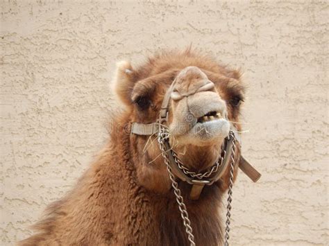 Funny Camel stock photo. Image of animal, pretty, funny - 44031250