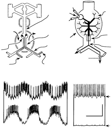 Stomatogastric Nervous System Functional Morphology And Spontaneous