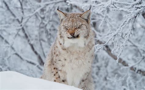 Snow Lynx Wallpaper