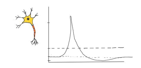 Action Potential Diagram Quizlet