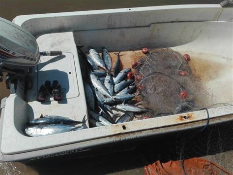 Pesca Illegale A Pizzo La Guardia Costiera Sequestra Chili Di