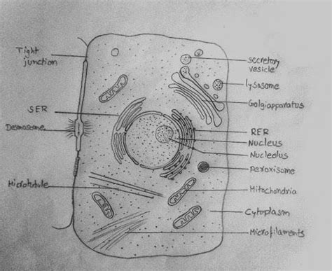 DRAW IT NEAT : How to draw animal cell | Animal cell, Animal cell ...