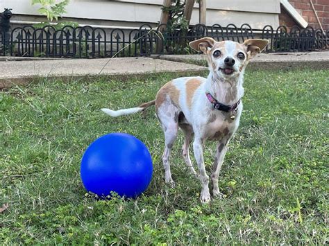 Herding Balls for Dogs - Whole Dog Journal