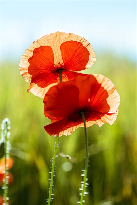 Orange Poppies Wallpapers - Top Free Orange Poppies Backgrounds ...