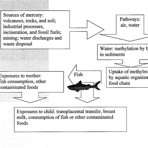 Sources of mercury and its conversion to organic mercury compounds ...