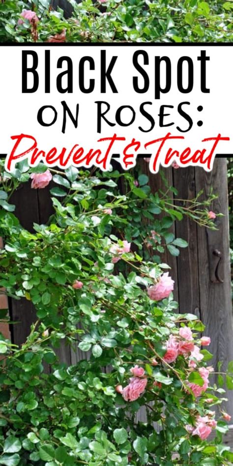 Black Spot On Roses: Prevention & Treatment