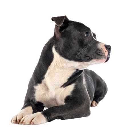 Staffordshire Bull Terrier De Pura Raza Png Dibujos Gris De Pura Raza Perro Png Imagen Para