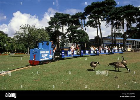 Miniature Railway At Poole Park Dorset With Canada Geese Feeding On