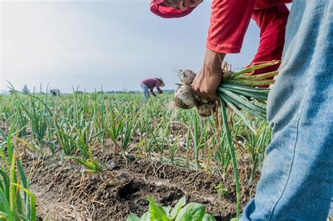 Premium Photo Efficient Agricultural Worker During Onion Harvest