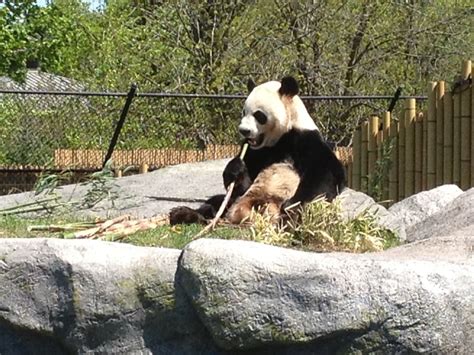 Pandas from China debut at Toronto Zoo - Toronto | Globalnews.ca