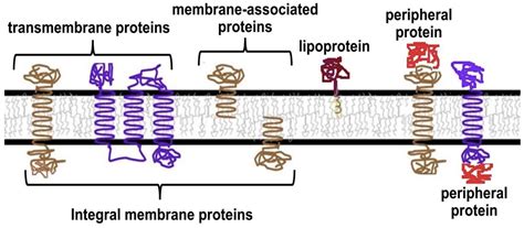 16.3: Membrane Proteins - Biology LibreTexts