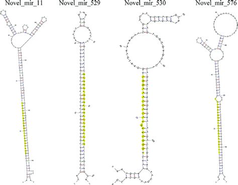 The hairpin structures for some novel miRNAs, including novel_mir_11 ...
