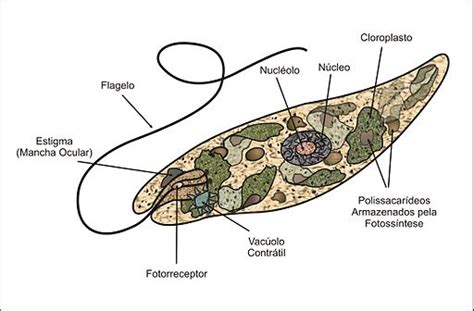 10 Examples of Protozoa | Their Characters with Diagrams