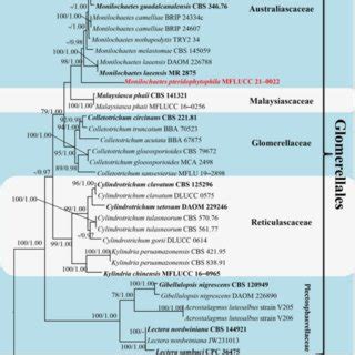 Phylogenetic Tree Generated From ML Analysis Based On A Concatenated