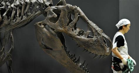 Science Museum: Dinosaurs & Fossils Gallery - CBS Minnesota