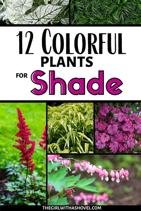 12 Best Plants For The Shade Artofit