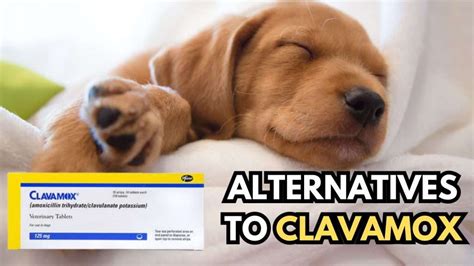 Top 3 Alternatives to Clavamox for Dogs: Vet's Guide