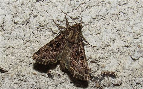 Les Insectes Du Haut Jura La Noctuelle De La Saponaire