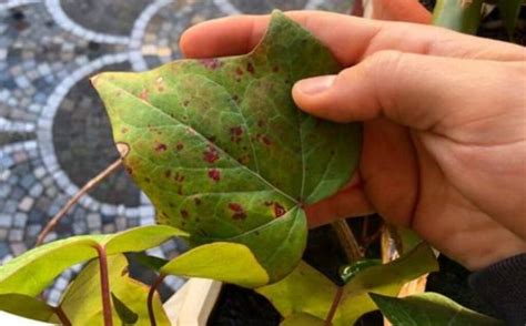 Come Fare Uno Spray Per Eliminare I Parassiti Nel Tuo Giardino