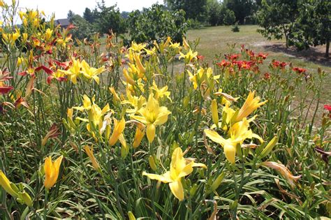 Lewis Daylily Garden Great Landscaping Daylilies