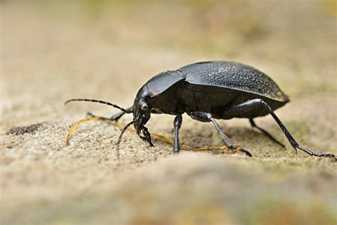 Ground Beetle vs Cockroach - Fun Facts Beetles