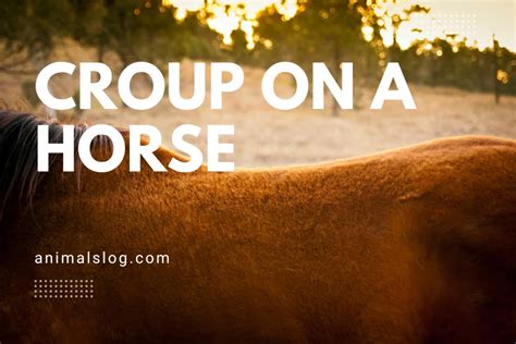 Croup On A Horse: What Is Its Purpose? - Animals Log