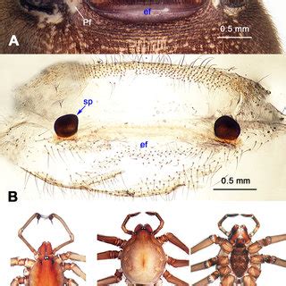 Stedocys Zhaoi Sp Nov Holotype Male C And Paratype Female A B