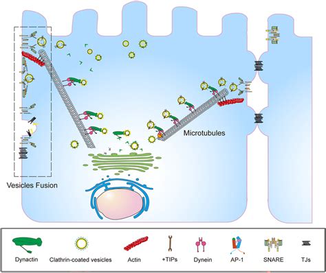 Clathrin-coated vesicles carrying the TJs protein bud from the Golgi ...