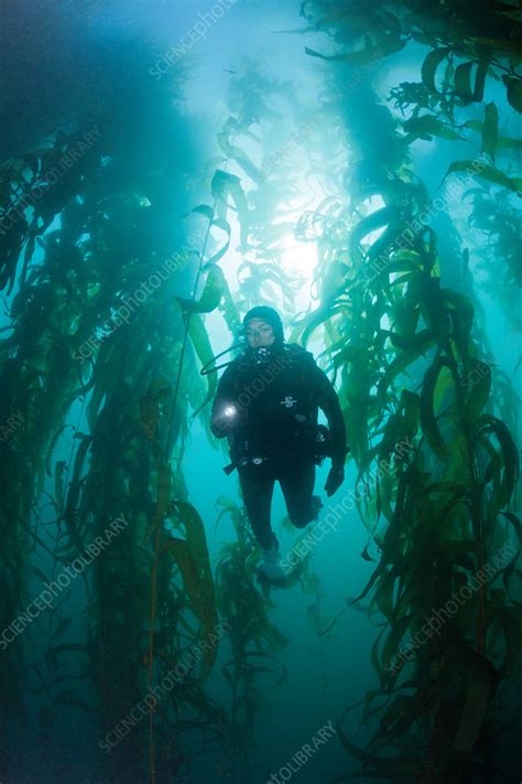 Scuba Diving in Kelp Forest - Stock Image - C031/9154 - Science Photo ...