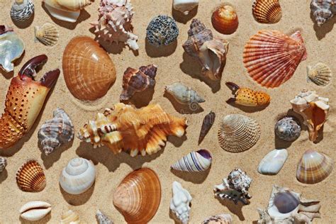 Sea shells on sandy beach stock image. Image of coast - 177995799