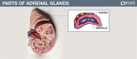 Adrenal Gland Location Parts And Functions Of Adrenal Glands