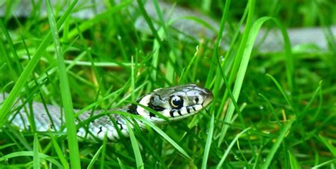 The Grass Snake | Critter Science