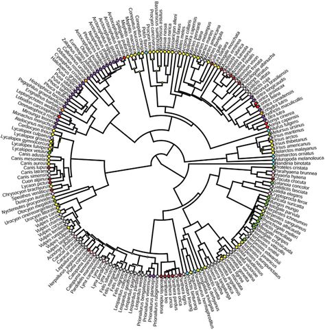 Circular Dendrogram Representing The Ktrees Phylogeny Arnold Et Al