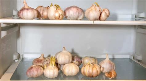 How To Store Garlic In Fridge Storables