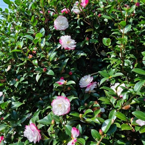 Camellia Sasanqua Paradise Blush Camellia Paradise Blush