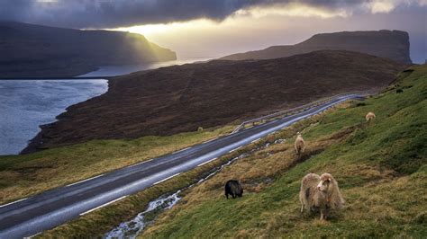 Sheep And Road On Seashore At Sunset Ei I Eysturoy Faroe Islands