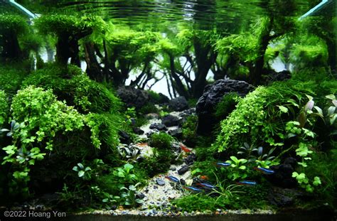 Panduan Lengkap Membuat Aquascape Tema Natural Di Akuarium