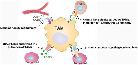 Tumor Associated Macrophages An Accomplice In Solid Tumor Progression